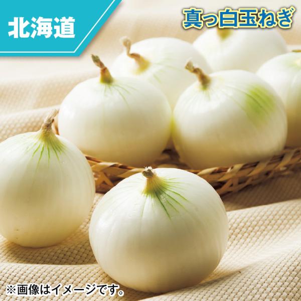 真っ白玉ねぎ