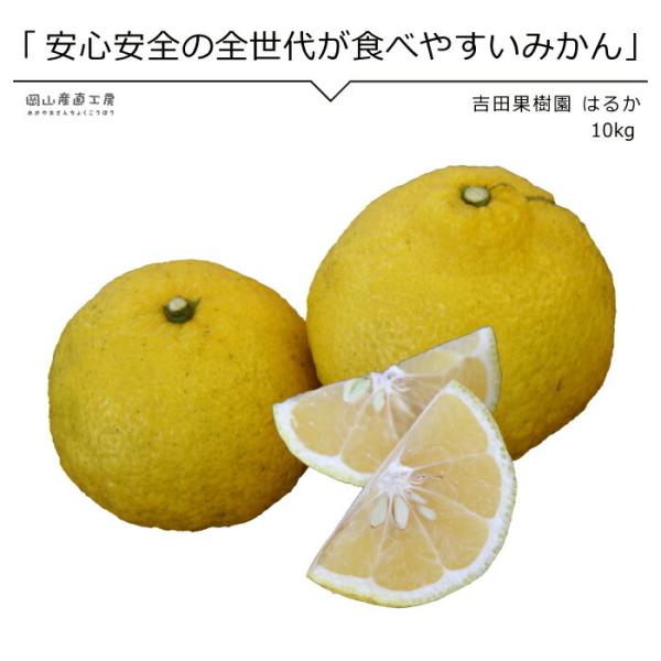 みかん はるか 10Kgの人気商品・通販・価格比較 - 価格.com みかん はるか 10Kgの人気商品・通販・価格比較 - 価格.com