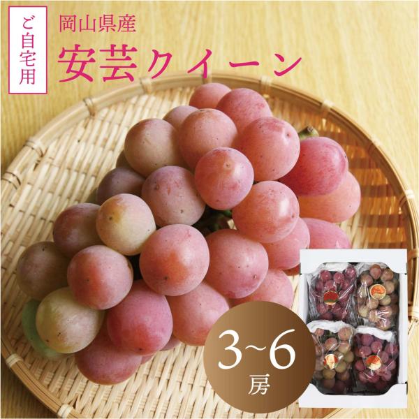 自宅用 安芸クイーン 2kg前後 送料無料 岡山ぶどう 赤ぶどう
