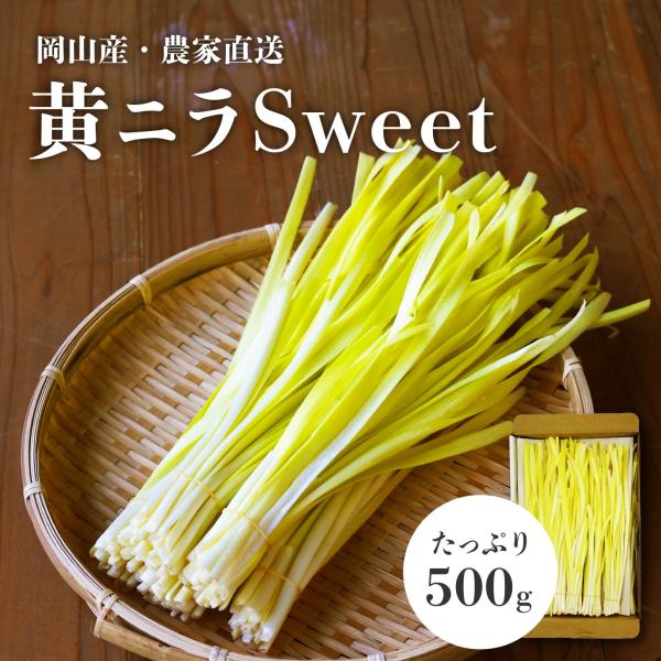 黄ニラ 岡山県産 にら ニラ 岡山名物 野菜 おかやま 岡山 特産 高級食材 韮 珍しい 新鮮野菜 おいしい 甘とろ