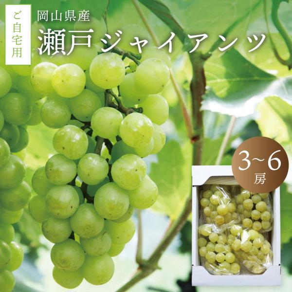 瀬戸ジャイアンツ 訳あり ご自宅用 2kg前後 送料無料 岡山ぶどう 9月下旬以降発送予定
