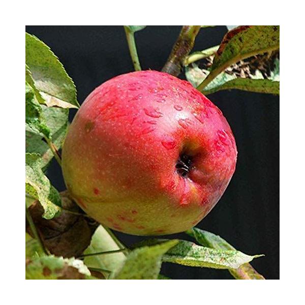 りんごの苗木 品種：バレリーナツリー品種で選べる果樹苗木 2年生 接木 