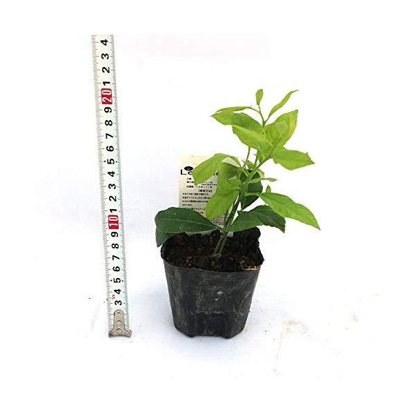 レモン苗 姫レモン 果樹苗 9cmポット 挿し木苗 2個セット ポット苗なので年中植付け可能 即出荷 姫レモンはなんと オレンジ色 のレモンです Buyee Buyee Japanese Proxy Service Buy From Japan Bot Online