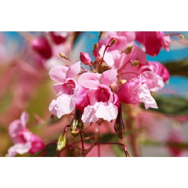 Spring Blossom(A}/tOX/XeBbN/fBt[U//F/WA/CeA/m[uXp[N/GZX)