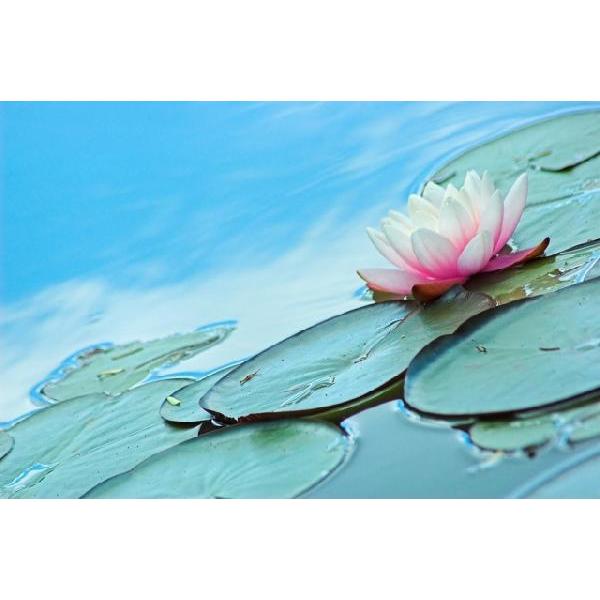 Aqua Lily(A}/tOX/XeBbN/fBt[U//F/WA/CeA/m[uXp[N/GZX)