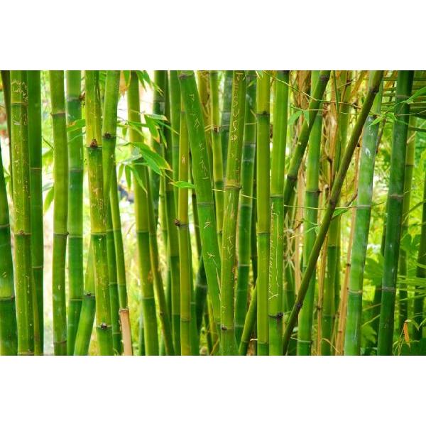 Bamboo(A}/tOX/XeBbN/fBt[U//F/WA/CeA/m[uXp[N/GZX)
