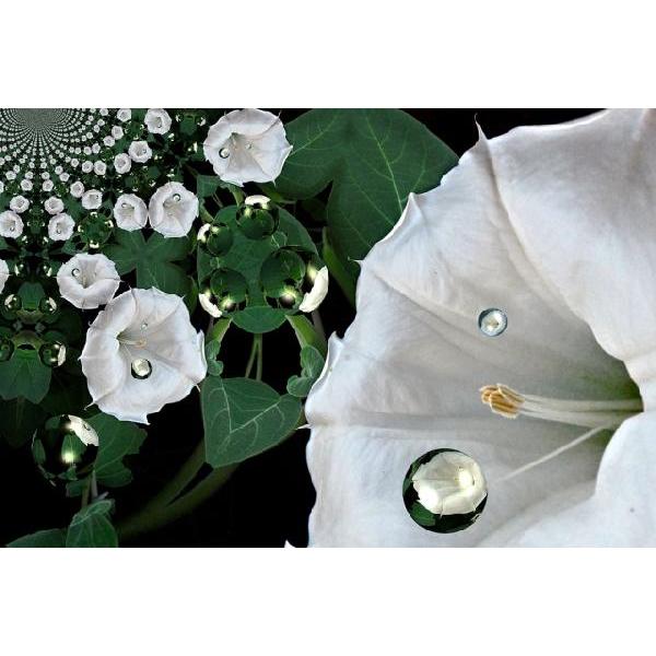 Angel Flower(A}/tOX/XeBbN/fBt[U//F/WA/CeA/m[uXp[N/GZX)