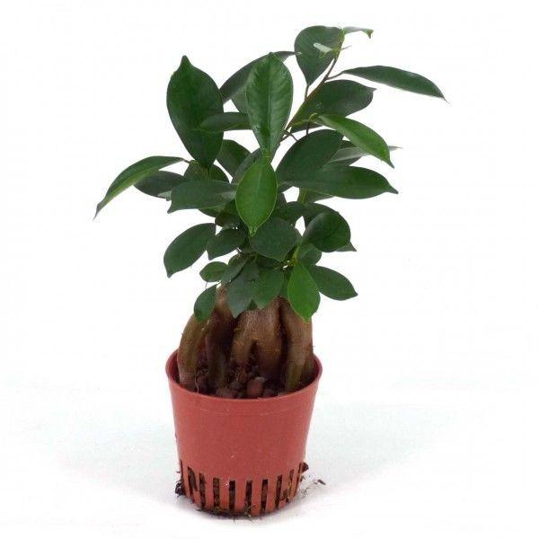 フィカス 人参ガジュマル ハイミニ苗 3号 9f 観葉植物 ハイドロカルチャー 水耕栽培 インテリアグリーン 樹里オンラインショップ 通販 Yahoo ショッピング