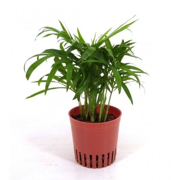 テーブルヤシ ハイミニ苗 3号 9f 観葉植物 ハイドロカルチャー 水耕栽培 インテリアグリーン 樹里オンラインショップ 通販 Yahoo ショッピング