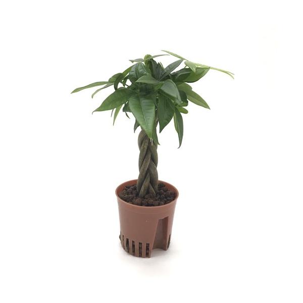 観葉植物 パキラ 栽培の人気商品 通販 価格比較 価格 Com