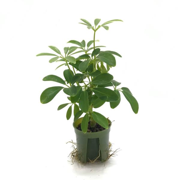 シェフレラ キュート苗 2号 6f 観葉植物 ハイドロカルチャー 水耕栽培 インテリアグリーン 樹里オンラインショップ 通販 Yahoo ショッピング