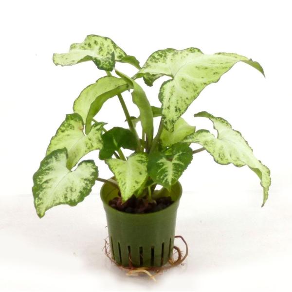 シンゴニウム 観葉植物の人気商品 通販 価格比較 価格 Com