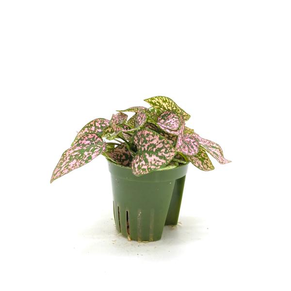 観葉植物 ハイドロカルチャー 2号の人気商品 通販 価格比較 価格 Com