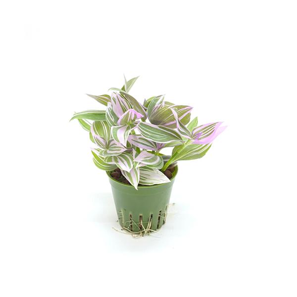 観葉植物 ハイドロカルチャー 2号の人気商品 通販 価格比較 価格 Com