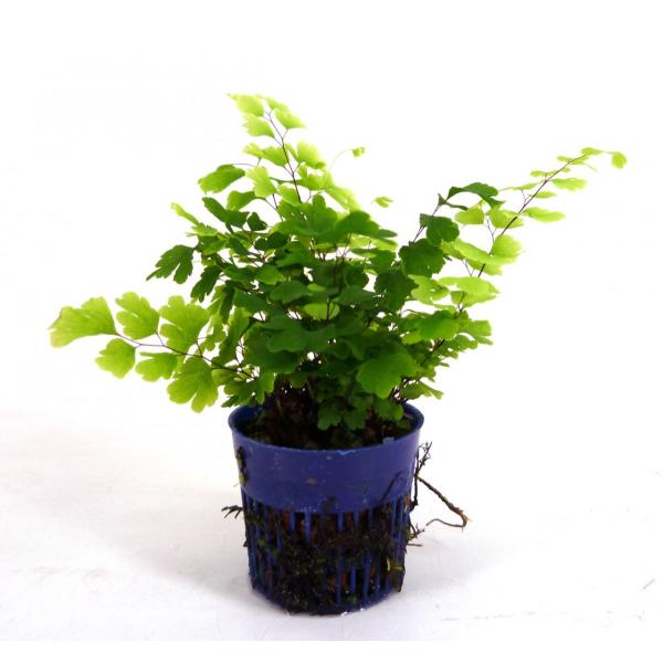 観葉植物 ハイドロカルチャー アジアンの人気商品 通販 価格比較 価格 Com