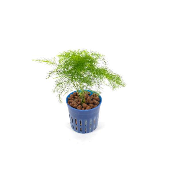 アスパラガス リトル苗 1 5号 4 5f 観葉植物 ハイドロカルチャー 水耕栽培 インテリアグリーン 樹里オンラインショップ 通販 Yahoo ショッピング