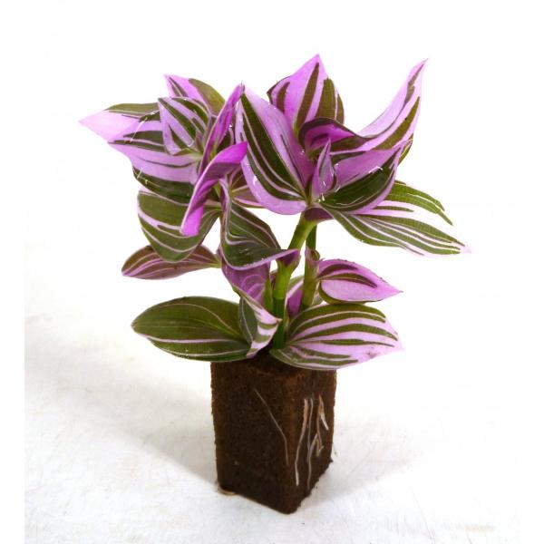 トラデスカンチア ラベンダー オアシス苗 観葉植物 ハイドロカルチャー 水耕栽培 インテリアグリーン Buyee Buyee 提供一站式最全面最專業現地yahoo Japan拍賣代bid代拍代購服務 Bot Online