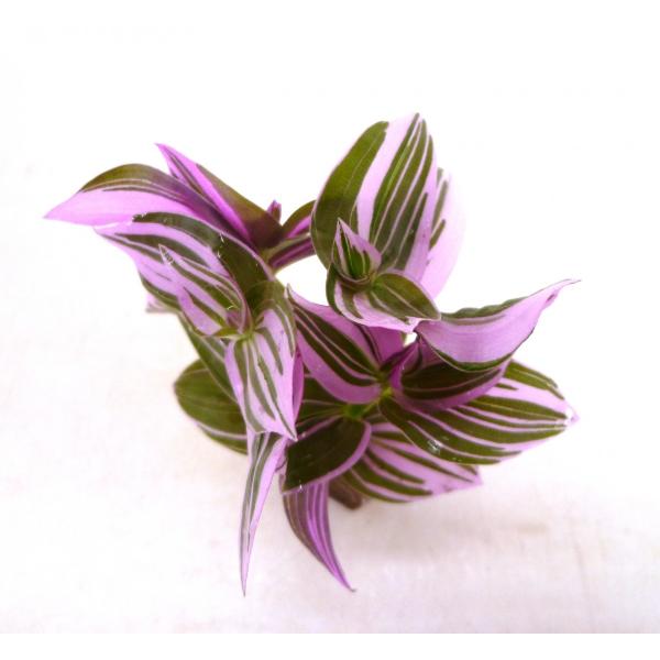 トラデスカンチア ラベンダー オアシス苗 観葉植物 ハイドロカルチャー 水耕栽培 インテリアグリーン Buyee Buyee 提供一站式最全面最專業現地yahoo Japan拍賣代bid代拍代購服務 Bot Online