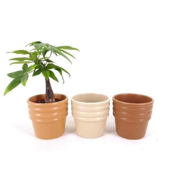 観葉植物 ハイドロカルチャー 苗の人気商品・通販・価格比較 - 価格.com 観葉植物 ハイドロカルチャー 苗の人気商品・通販・価格比較 - 価格.com