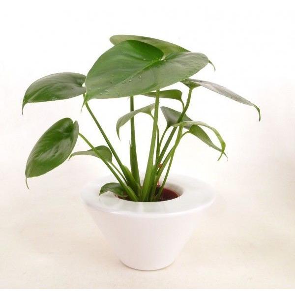 ハイミニライフ 三角 モンステラ 水位計付き 送料無料 ギフトにおすすめ 樹里オンラインショップ 通販 Yahoo ショッピング