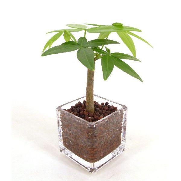 キュービックｓｓ シングル 皿なし ハイドロコーン植え 観葉植物 ハイドロカルチャー 水耕栽培 インテリアグリーン 樹里オンラインショップ 通販 Yahoo ショッピング