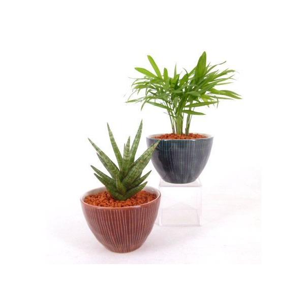 観葉植物 セラミスの人気商品 通販 価格比較 価格 Com