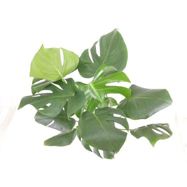 クリア180 炭植え 観葉植物 ハイドロカルチャー 水耕栽培 インテリアグリーン Buyee Buyee Japanese Proxy Service Buy From Japan Bot Online