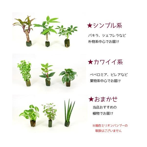 プチグリーン 炭植え 観葉植物 ハイドロカルチャー 水耕栽培 インテリアグリーン Buyee Buyee Japanese Proxy Service Buy From Japan Bot Online