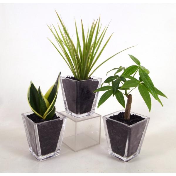 観葉植物 炭の人気商品 通販 価格比較 価格 Com