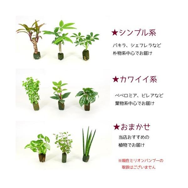 プチグリーン エコスギ植え 観葉植物 ハイドロカルチャー 水耕栽培 インテリアグリーン Buyee Buyee 提供一站式最全面最專業現地yahoo Japan拍賣代bid代拍代購服務 Bot Online