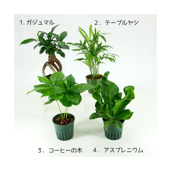 フィギュアが選べる カラーサンド植え 水さし付 マリンセット 観葉植物 ハイドロカルチャー 水耕栽培 インテリアグリーン Buyee Buyee 提供一站式最全面最專業現地yahoo Japan拍賣代bid代拍代購服務 Bot Online