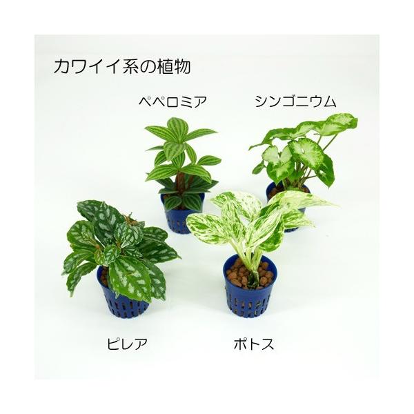 ウォータリウム ビーカーs100ml ハイドロコーン植え 観葉植物 ハイドロカルチャー 水耕栽培 インテリアグリーン Buyee 日本代购平台 产品购物网站大全 Buyee一站式代购 Bot Online