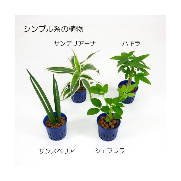 ウォータリウム ビーカーs100ml ハイドロコーン植え 観葉植物 ハイドロカルチャー 水耕栽培 インテリアグリーン Buyee Buyee Japanese Proxy Service Buy From Japan Bot Online