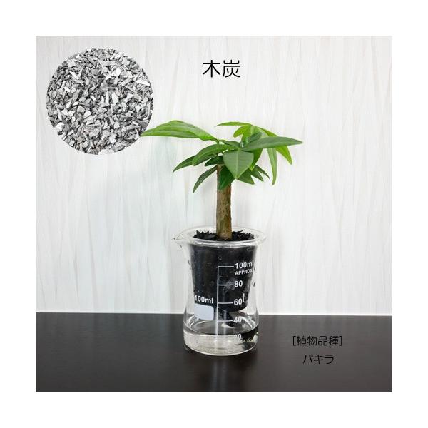 ウォータリウム ビーカーs100ml 炭植え 観葉植物 ハイドロカルチャー 水耕栽培 インテリアグリーン Buyee Buyee 日本の通販商品 オークションの代理入札 代理購入