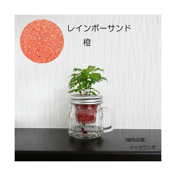 ウォータリウム ドリンクジャーs レインボーサンド植え 観葉植物 ハイドロカルチャー 水耕栽培 インテリアグリーン Buyee Buyee 日本の通販商品 オークションの代理入札 代理購入