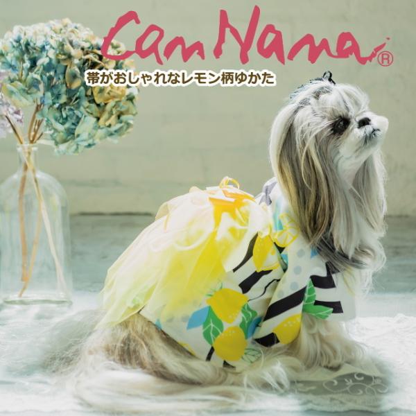 tāyiizтȃ䂩 SS-LLTCY ^ 