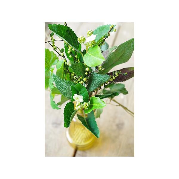 tFCNO[ A   fBXvC  g AeB[N ~bNX[t ubV