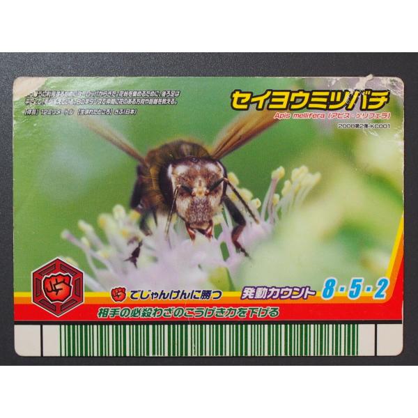 甲虫王者ムシキング アダー完結編 2008夏レインボー むしカード 2008第