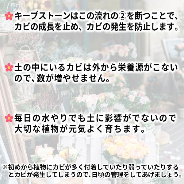 Keepstone キープストーン 400g 防カビ化粧石 防カビ 観葉植物のカビを防止する防カビ剤を浸透させた大理石の化粧石 化粧砂利 虫予防 カビ予防 B S400 B S400 純閃堂yahoo 店 通販 Yahoo ショッピング