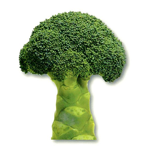 【 HUNTER STORE】ブロッコリーコート種子（深碧②アーサー②） HUNTER STORE】ブロッコリーコート種子（深碧②アーサー②） 楽天市場