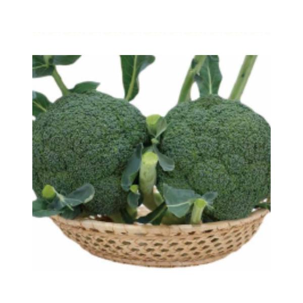 【 HUNTER STORE】ブロッコリーコート種子（深碧②アーサー②） ルミナス BL-652 5000粒(Lコート) ブロッコリー 【ブロリード 種