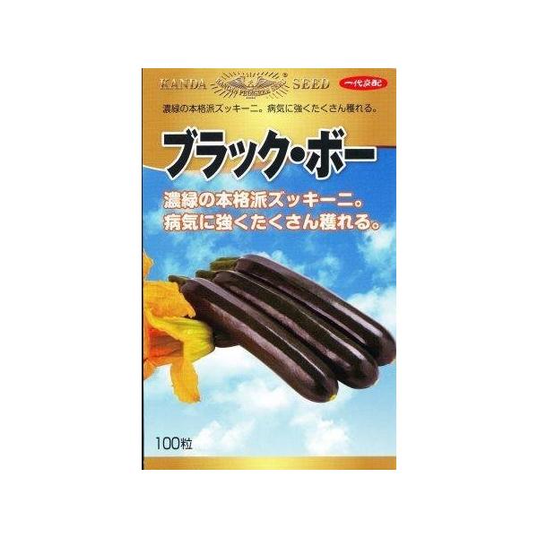 ブラック・ボー 100粒 ズッキーニ ずっきーに【神田育種農場 種 たね