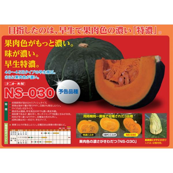 ハニーブラウン NS-030 500粒 南瓜 カボチャ かぼちゃ 【ナント 種