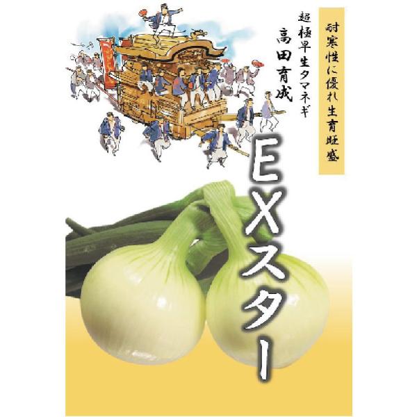 ジェットスター タマネギ 100g ナント種苗 タマネギ ジェットスター玉葱(早生タイプ）100g
