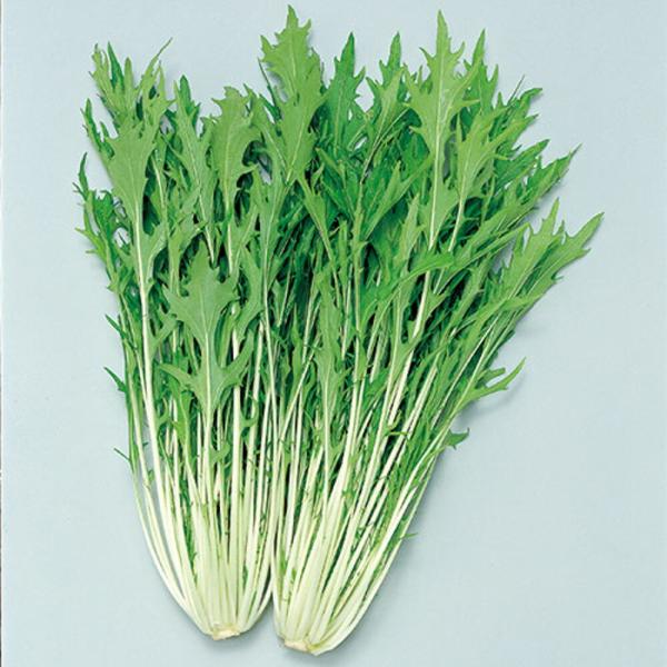 水菜商品 極早生水天 水菜 (SC3-306) 2dl ミズナ みずな【サカタ 種 たね