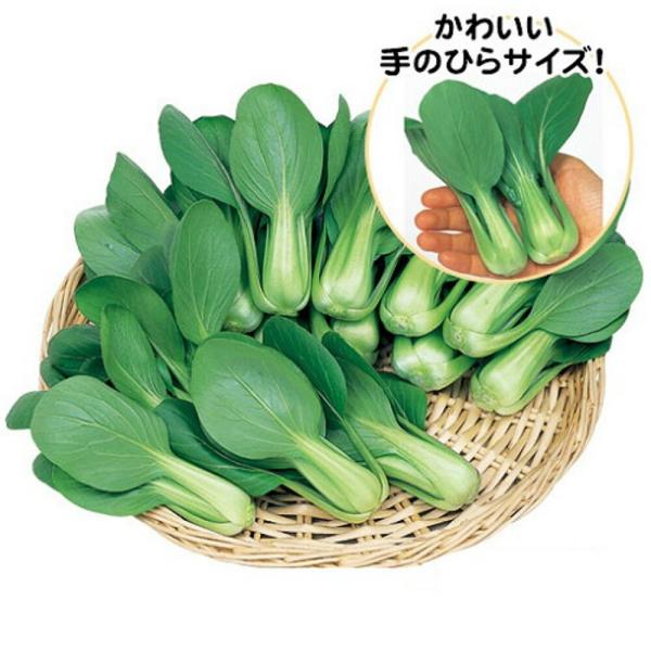シャオパオ ミニチンゲンサイ ペレット5千粒 青梗菜 チンゲン菜 チンゲンサイ ちんげんさい【サカタ 種 たね タネ】【通常5倍 5のつく日はポイント10倍】