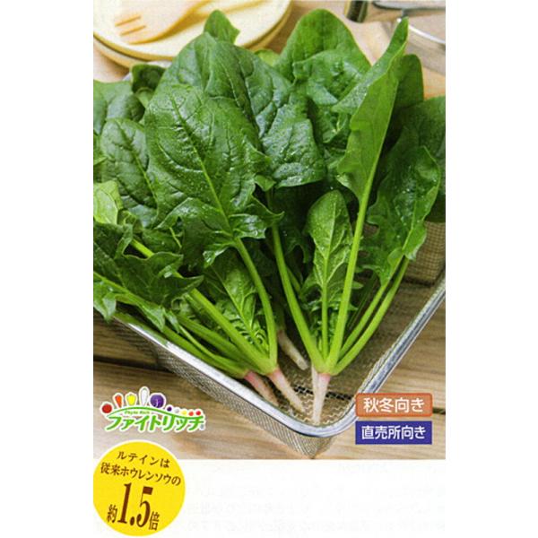 弁天丸法蓮草(エボプライム)  タキイ交配 AM3万粒30センR ほうれん草 ホウレンソウ 【タキイ 種 たね タネ】【通常5倍 5のつく日はポイント10倍】