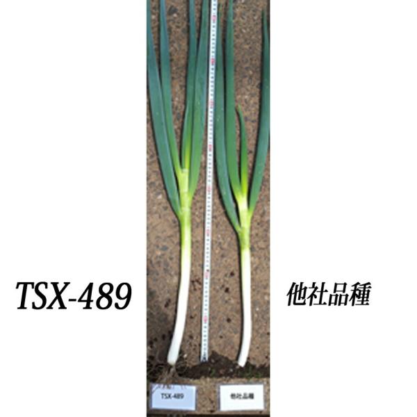 ネギの種 深緑のほほえみ（TSX−489） ペレット5千粒 ( 野菜