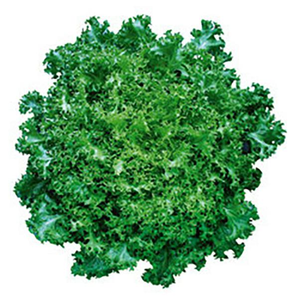 デラックスk lコート5000粒 レタス【ツルタのタネ 種 たね タネ