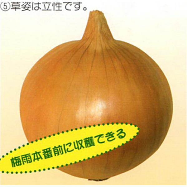 オーロラ 20ml 玉ねぎ たまねぎ 玉葱 タマネギ【渡辺採種場 種 たね タネ 】【通常5倍 5のつく日はポイント10倍】